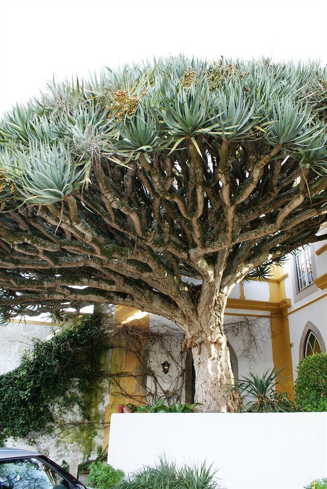 Casa Do Castelo - Turismo De Habitacao Bed & Breakfast Atouguia Da Baleia Luaran gambar